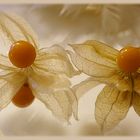 Physalis ...