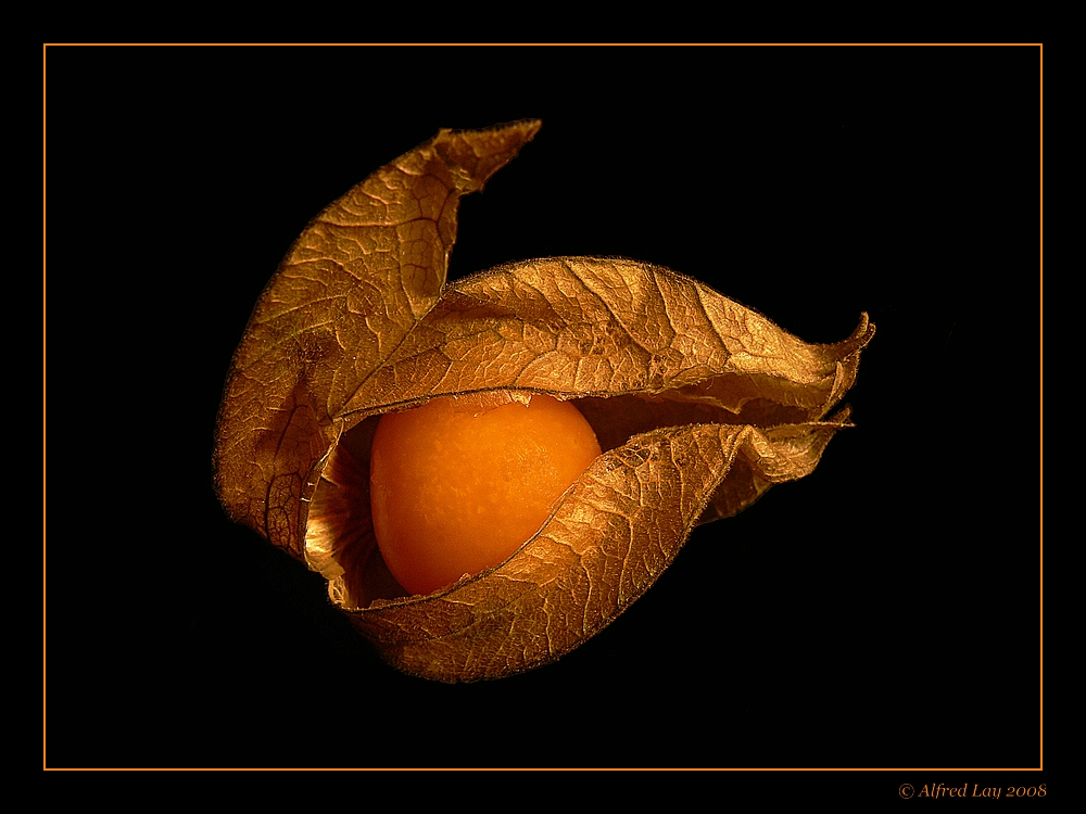 Physalis