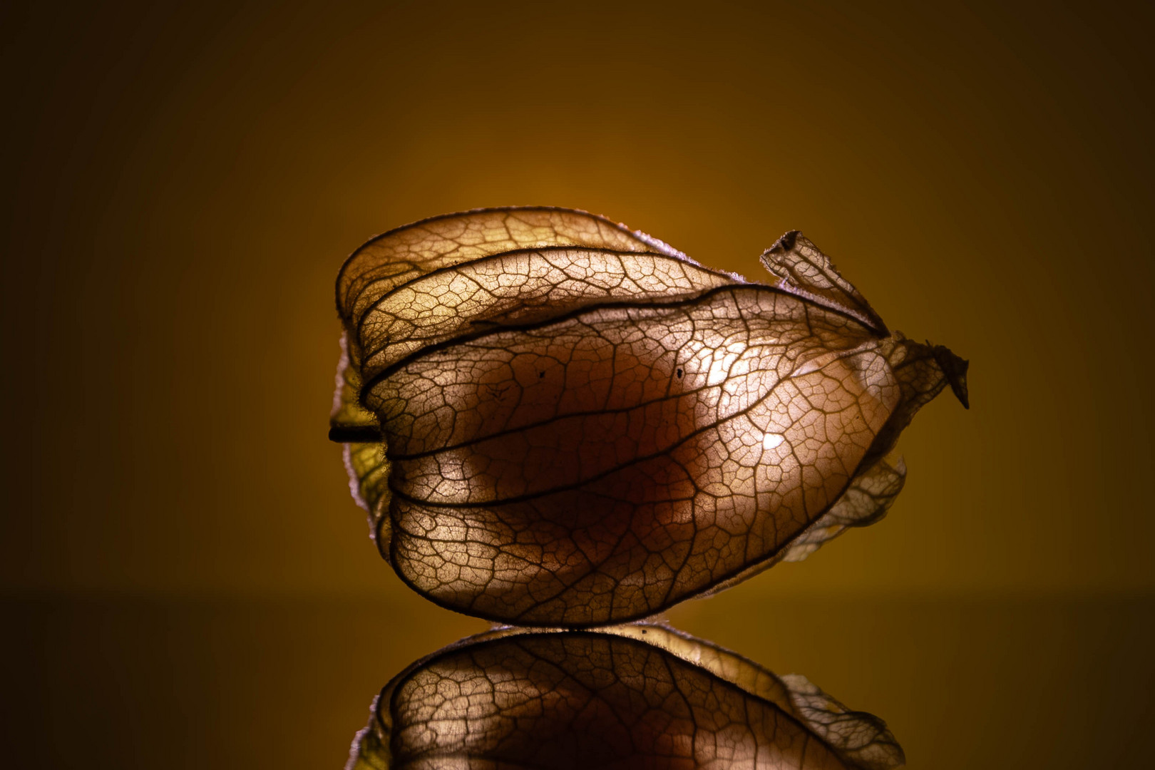 Physalis