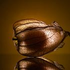 Physalis