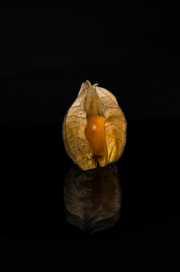 Physalis 4