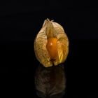 Physalis 4