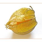 Physalis