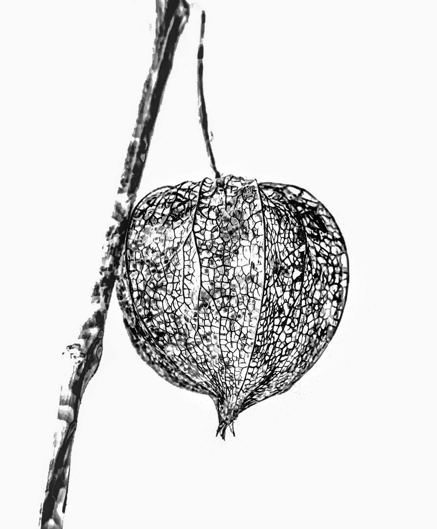 Physalis