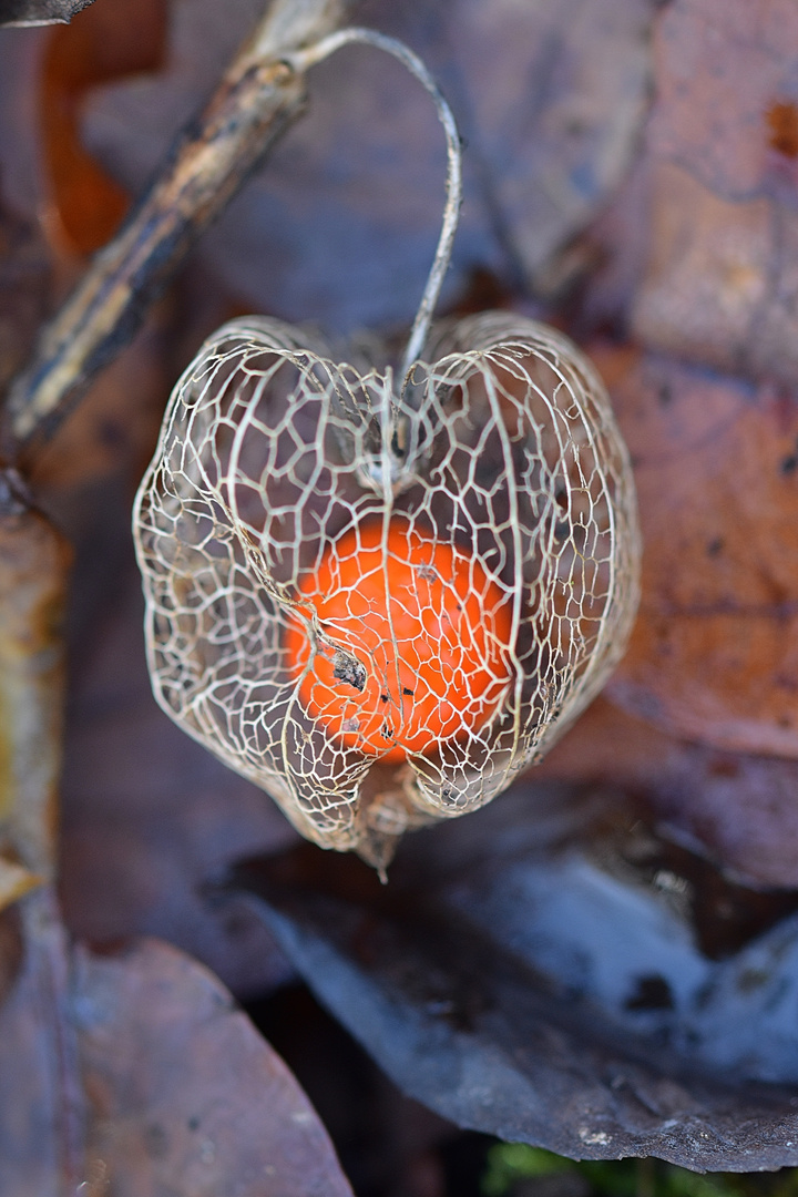 Physalis (4/4)