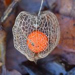 Physalis (4/4)