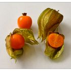 Physalis