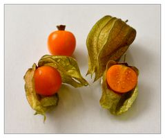 Physalis