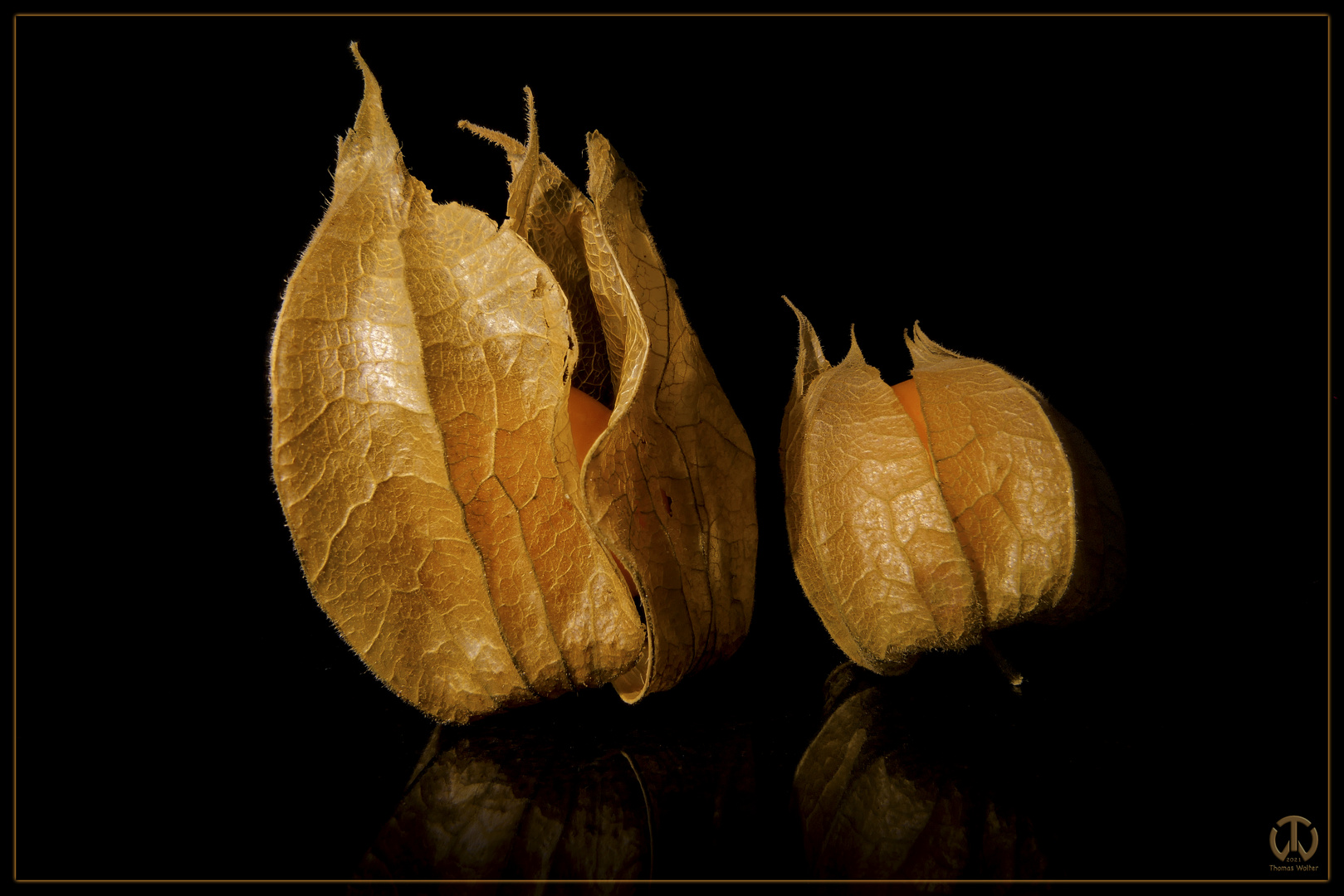 Physalis 