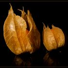 Physalis 