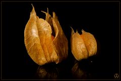 Physalis 