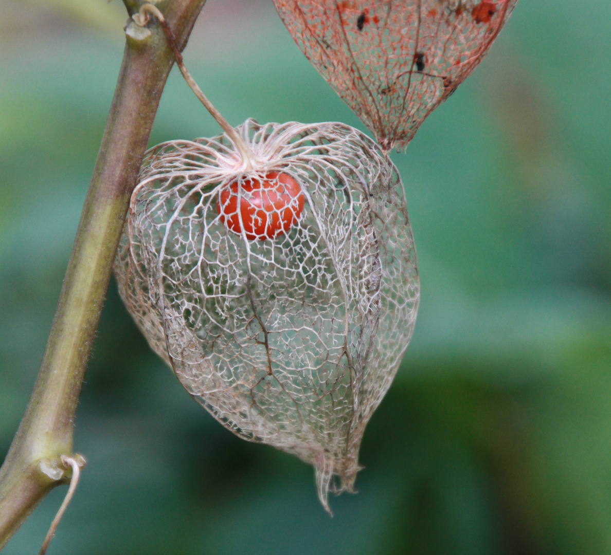 Physalis