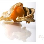 pHysAlis