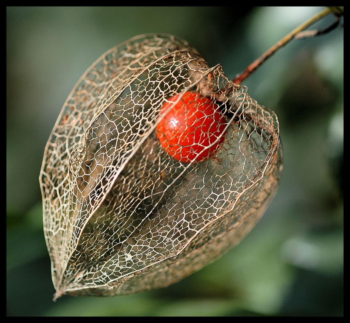 Physalis