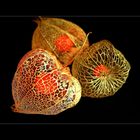 Physalis