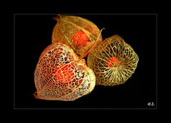 Physalis