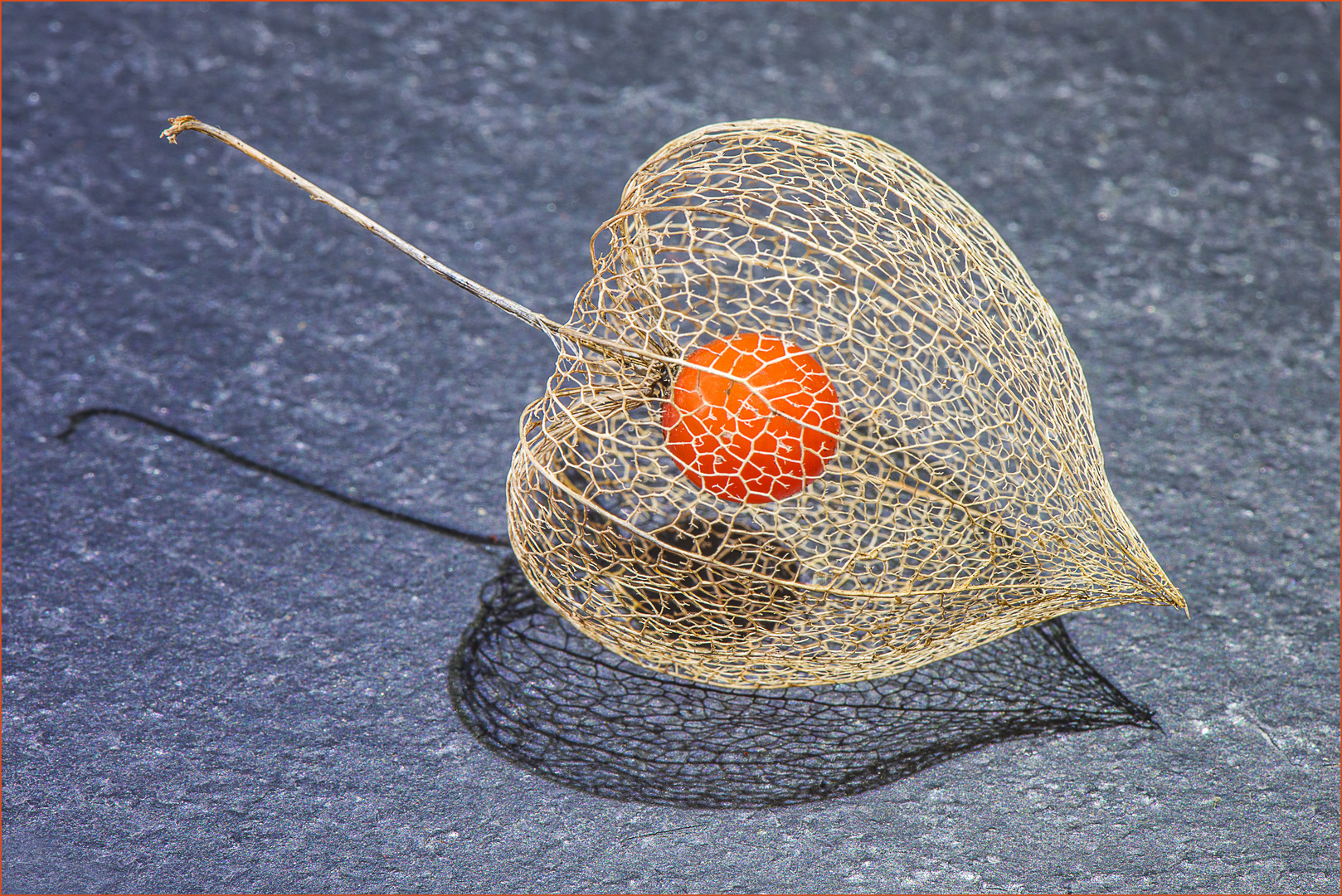 Physalis