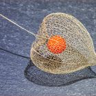 Physalis