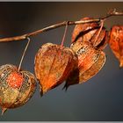 Physalis
