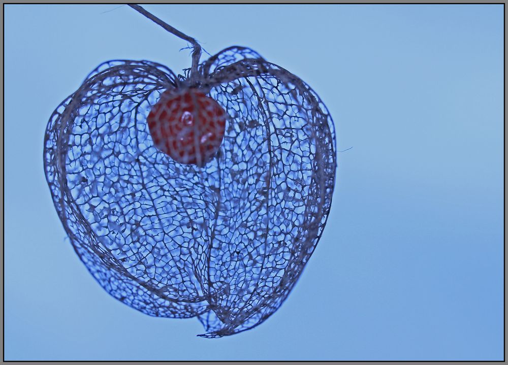 Physalis