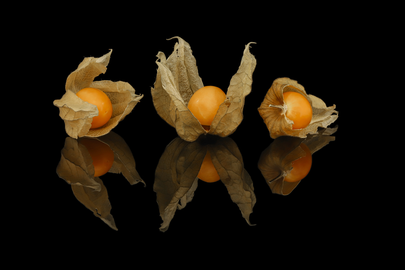 Physalis