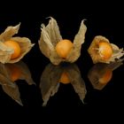 Physalis