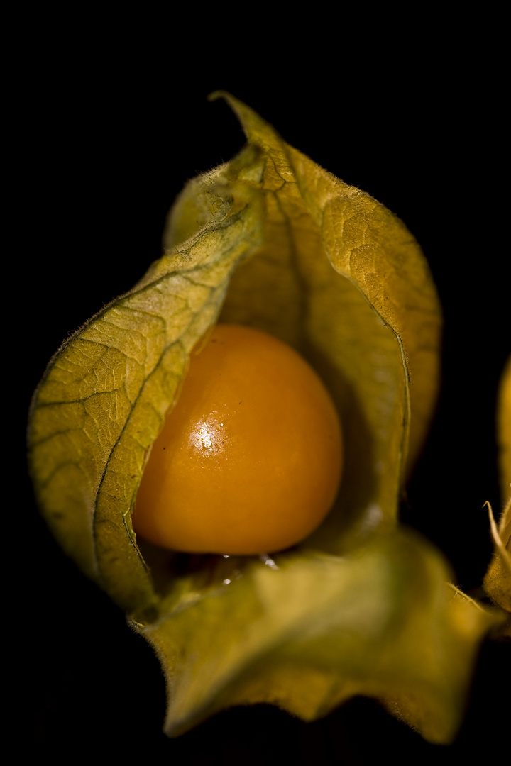 Physalis