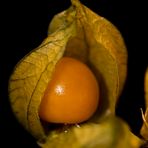 Physalis