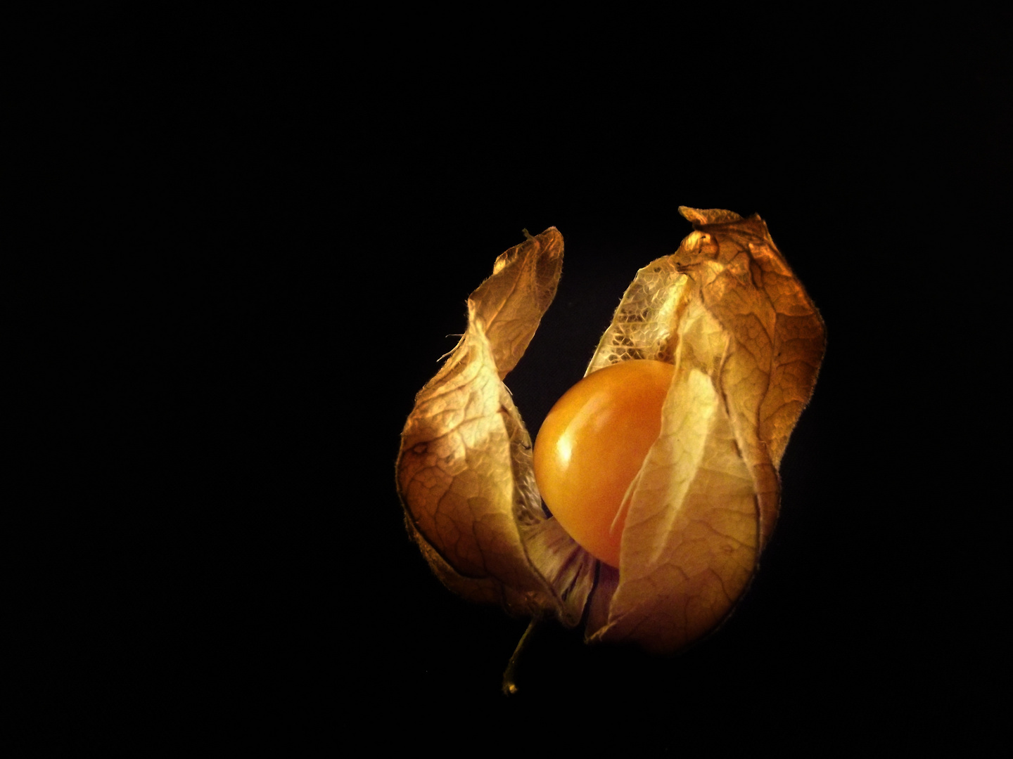 Physalis....