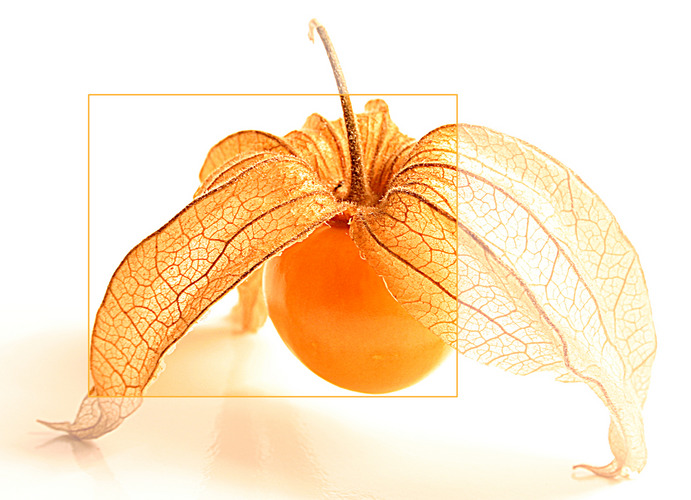 Physalis by Karina Warnecke