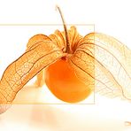 Physalis