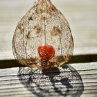 Physalis