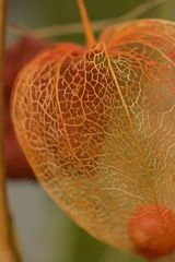 Physalis