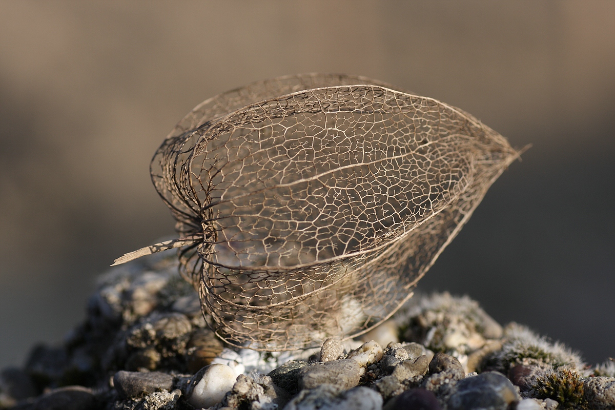 Physalis