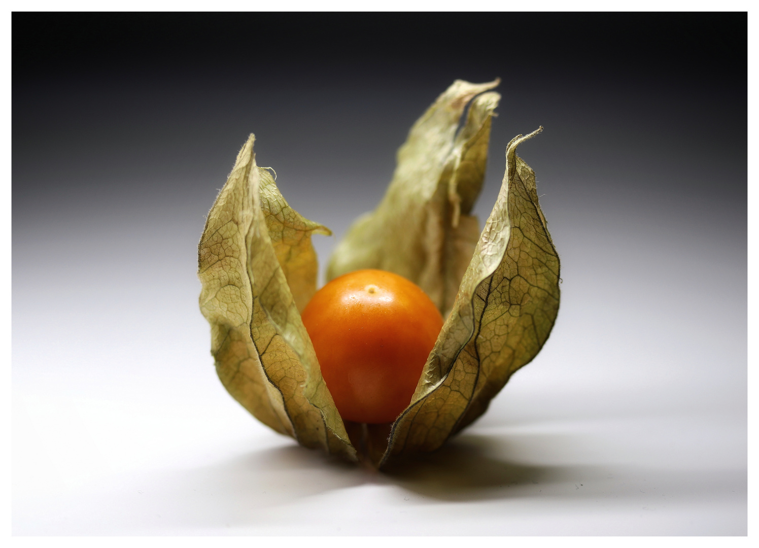 Physalis