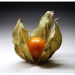 Physalis