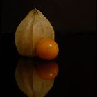 Physalis