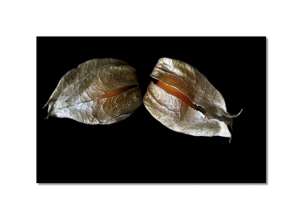 Physalis