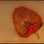 Physalis