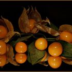 Physalis.