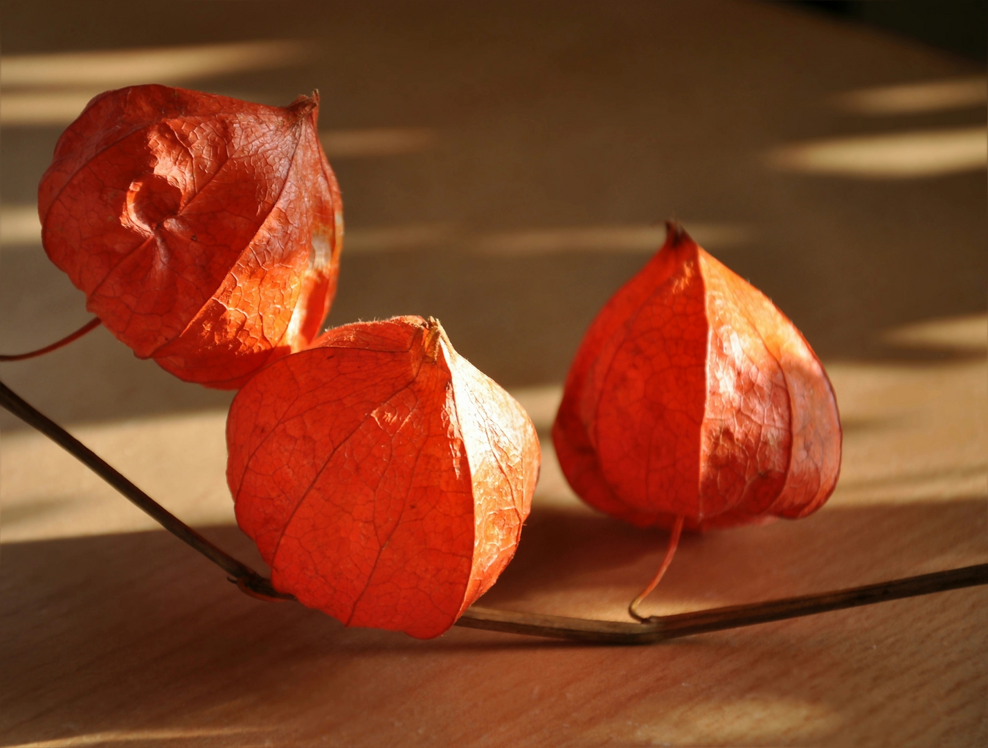 Physalis...