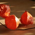 Physalis...