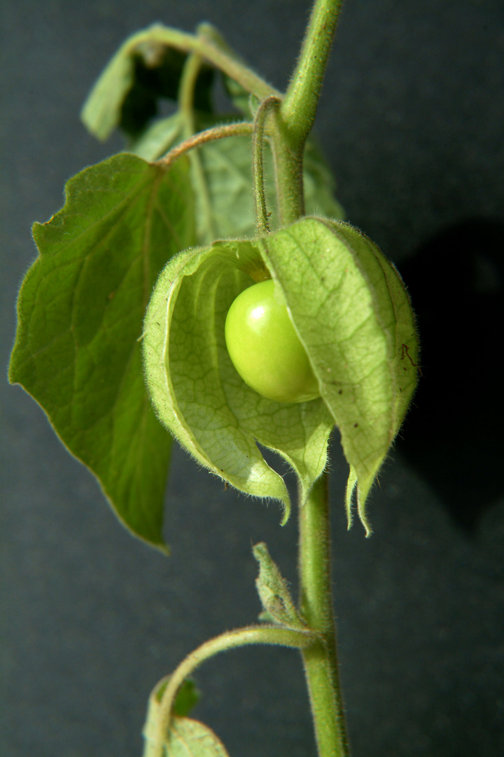 physalis