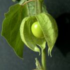 physalis