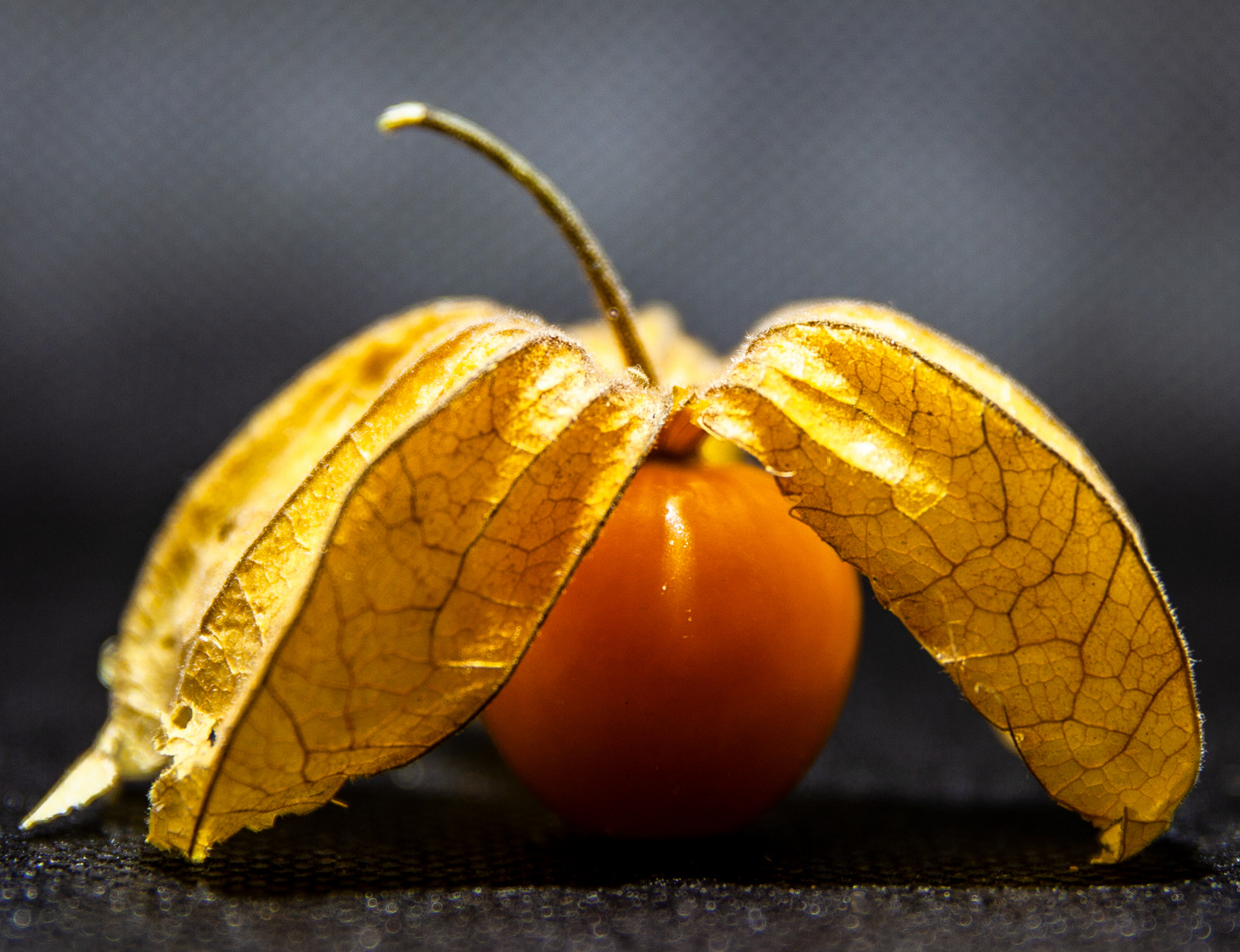 Physalis