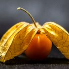 Physalis