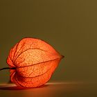 -Physalis-