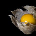 Physalis