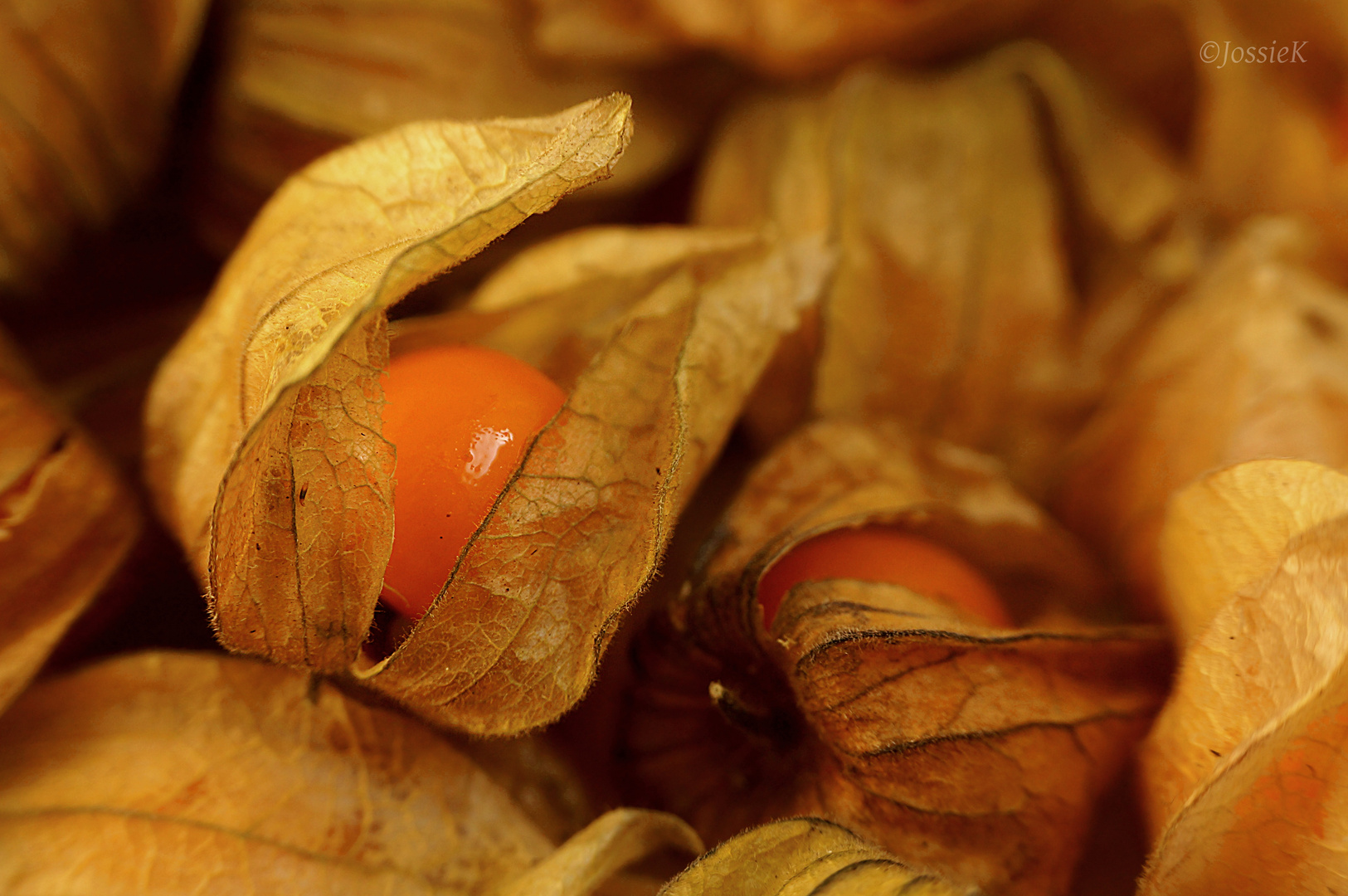 Physalis