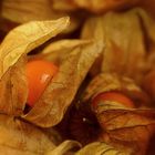 Physalis